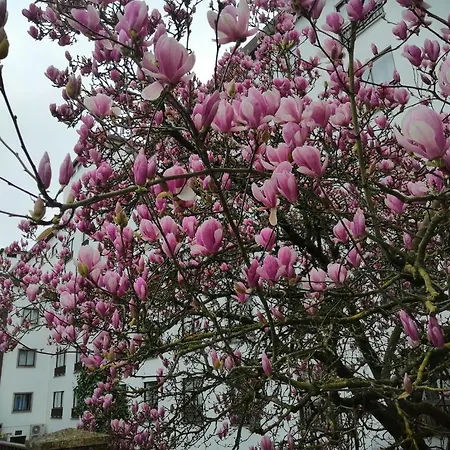 Steyler & Congress פאטימה